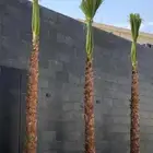 نخل واشنطني زينه