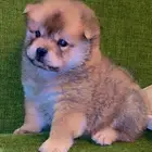 للبيع كلاب تشاو تشاو بيور بيور الأصل والحجم ماشاءالله