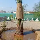 تووريد وغرس جميع أنواع النخيل