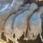 للبيع 6غنم حريه مع الفحل