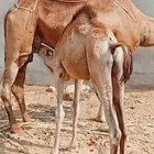 قعود لباني بلدي