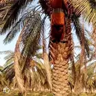 مطلوب عمال خرف نخل بالقصيم الحساب بالسطل