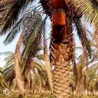 مقاول عمال خرف نخل مزارع داخل القصيم