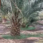 عجوه طيبه وبتمرها وبسعر ممتاز جدا  وشمشوله