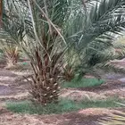 عجوة المدينة صقعي