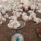 دجاج لحم الوزن 2كيلو
