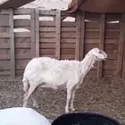 شات حايل