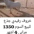 طلي طيب للبيع