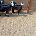 معزا خلفات البيع