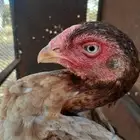 قروب الاصاله لبيع وشراء الدجاج وجميع انواع الطيور