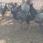 تم البيع 30 دجاجة و 4 ديوك فيومي اصل تو بادي يبشر نسق واحد