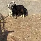 نعجه نجديه متاومه