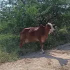 بقرتين و عيالها بلدي