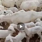 ضأن رفديات للبيع مولدات