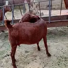 مقاني دفيع ماهي للذبح