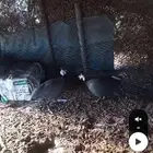 سلام عليكم. عندي حجل زوج ابي بدله بحجل