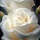 لقيت طير ضائع