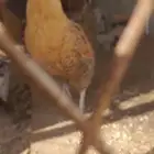دجاج علايه 6 صيصان سوم 70