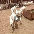 ضأن رفديات للبيع مولدات