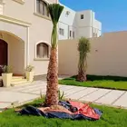يوجد الدنيا جميع انواع النخيل الزينه والعربي وجميع انوع المق