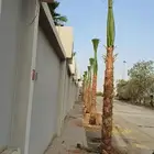 نخل واشنطنيا زينه