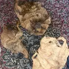 تراث للبيع وحجر نيزك