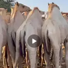 حشوان صومالي مربا شحم فل