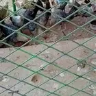 دجاج فيومي بياض