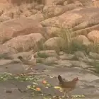 دججتين البيع