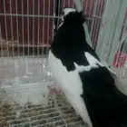 ذكر بلغاري (عبسي) الون سود
