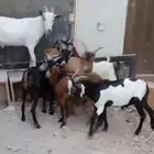للبيع تيوس