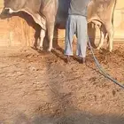 بقره للبيع