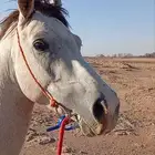 حصان شعبي