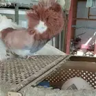 ذكر جوكوبين