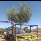 مشتل زراعي