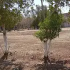 حوش للايجار