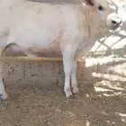 عجله فاخره