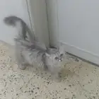 قطوه شرازي اليفه نضيفه جدا العمر7شهور للبيع