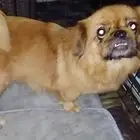 بكنيز انثي عمر 3 سنه للبيع