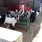 تيوس وجفار للبيع