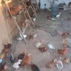 ديوك للبيع الخرج