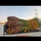 يوجد لدينا جميع انواع النخيل العربي والواشنطن بكل المقسات