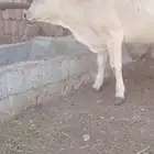 عجله جرسيه