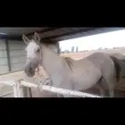 للبيع فرس شعبيه