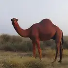 جمل تلاد عندي البل كلها عشرت عليه السنة ذي افضل سلالات البل