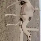 خلفه شقحاء
