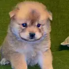 للبيع كلابه تشاو تشاو