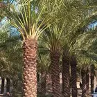 نخل نقوم بتوريد وزراعت جميع انواع إنخل