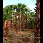 نخل واشنطي زينه ابومروحه درجه اولى جده