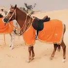 اجار جمال رحايل وخيل عربيه اصيله